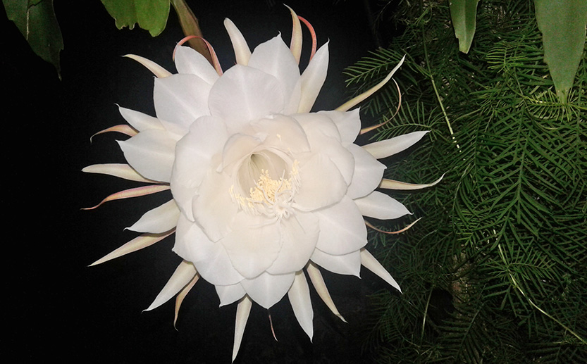 Fiore Kadupul