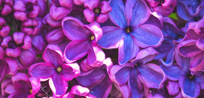 Fiore di lillà ingrandito