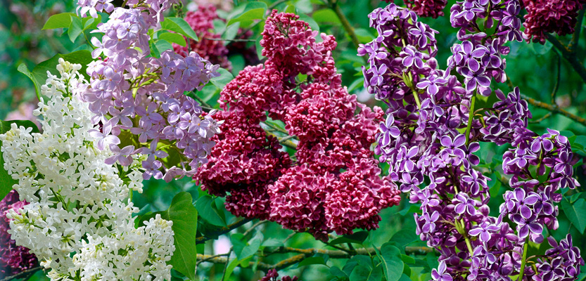 Fiori lilla in più colori