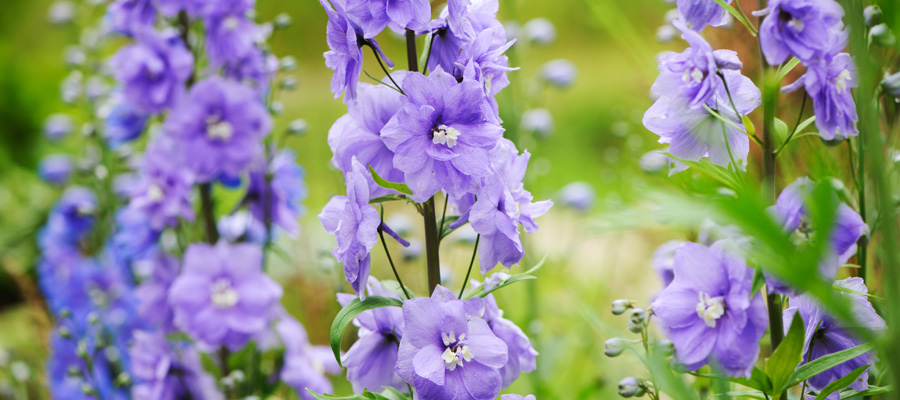 flores de espuela de caballero moradas