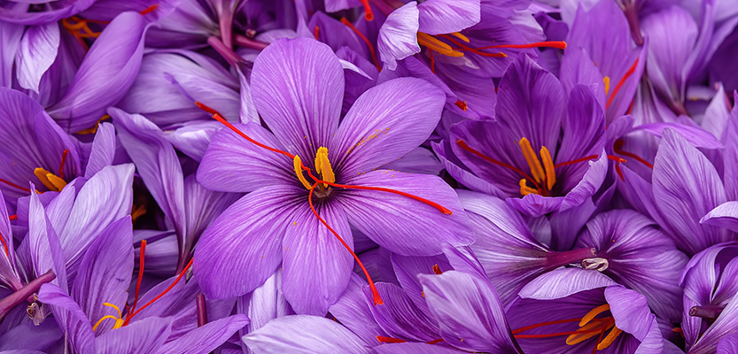 Crocus à safran