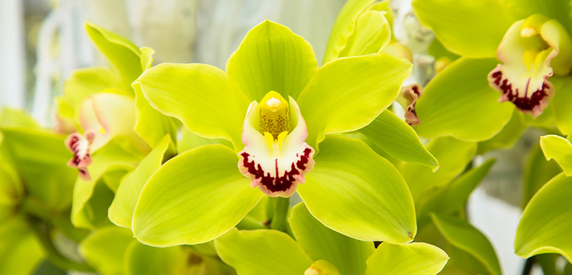Orchidea Shenzhen Nongke
