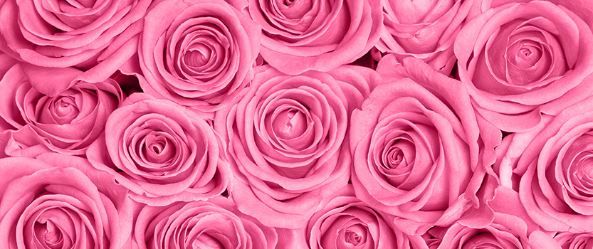 Pink roses