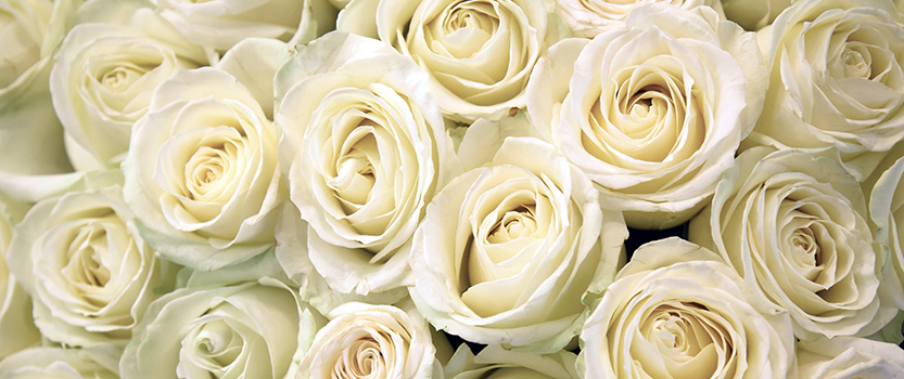 White roses