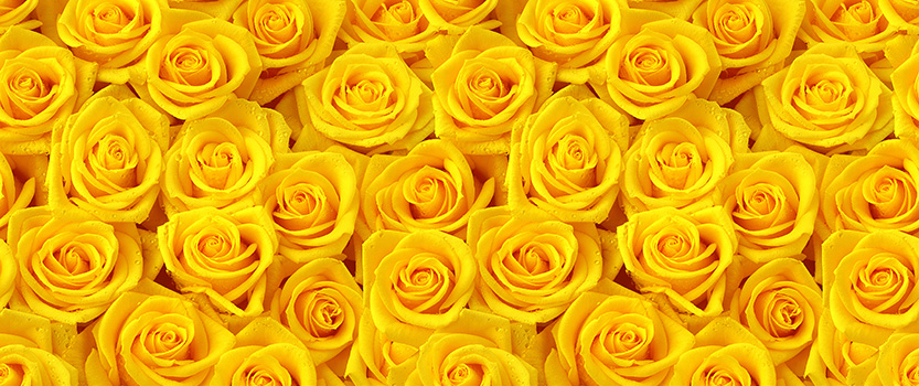 Yellow roses